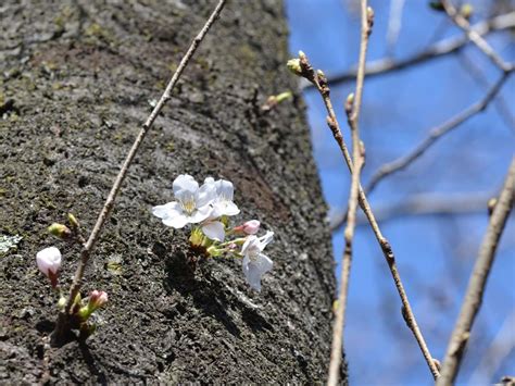 開花|気象庁 